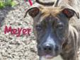 Meyer is a very sweet and energetic boy who is looking for a new home. He is playful with other dogs. Please hurry to our shelter and ask to meet "Meyer: A180480." Indianapolis Animal Care and Control's adoption fee is $60 for all animals. This includes