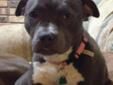 Please meet Miss Marie Blue! Marie is a nine month old, beautiful blue pitbull who loves dogs, cats, kids, turtles and just about everyone she meets! She is housebroken and just LOVES her chew toys! Marie is a super sweet and very loving dog - she