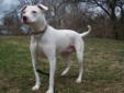 Sam is housebroken and is recommended for a home with children 8 years of age or older. She is 3 years old. Please visit our website at http://www.petfinder.com/petdetail/20202833