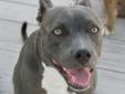More about Bella Spayed/Neutered ? Up-to-date with routine shots ? House trained ? Primary colors: Gray, Blue or Silver, White or Cream ? Coat length: Short Bella's Contact Info Big Hearts for Big Dogs Rescue- Miami , Fort Myers, FL 239-822-0770 Email Big