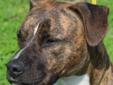 More about Hoss~Adopted!!!! Spayed/Neutered ? Up-to-date with routine shots ? House trained ? Primary color: Brindle ? Coat length: Short Hoss~Adopted!!!!'s Contact Info Humane Society of Sumner County , Hendersonville, TN (615) 822-0061 Email Humane