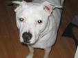My wife and I are separating and we need to try to find a home for our dog. Patch is an 11-year-old (in October) American Pitbull Terrier. He weighs about 55 pounds and still acts as though he is a puppy. He is absolutely great with people, even children.