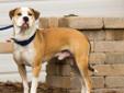 Paulie is a timid, loving dog. He needs a calm home where he feels safe and a family he can trust. He has lived with children but will need some time to adjust to his new family before he feels comfortable. He is afraid of strangers, especially men, so
