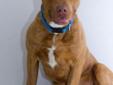 Canelo gets along well with other friendly dogs and is playful with children. Canelo is very active and rambuntious so can topple over small children. Under one year of age, he is still a big puppy who will require continued obedience training and plenty