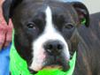 Gotti is a one-year-old pit bull terrier. He has a gorgeous dark brindle and white coat with the right amount of white to really set him off. No guess work on how big this guy will get. He is a big boy but a nice gentle boy. It is recommended that it be