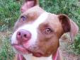 More about Angel Primary colors: Red, Chestnut or Orange, White or Cream ? Coat length: Short Angel's Contact Info Hearts of Gold Pit Rescue , Memphis, TN Email Only Email Hearts of Gold Pit Rescue See more pets from Hearts of Gold Pit Rescue For more