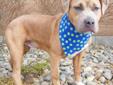 I'm not to sure why they call me rowdy, I am very docile for my age! I'm a shy guy with an electric personality that you will notice almost immediately! I would like to meet any young children or other dogs before going home. My animal ID # is 168209.