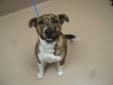 I am a smaller gal who will not get much bigger. I am a very playful puppy that could run and play tug all day. I may be a little too much for young children and I would like to meet other dogs before going to my new forever home with you. 27.4 LBS My