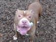 Rocky is a 4-year-old male Pitbull Terrier looking for a new home. He likes balls, squeaky toys, stuffed toys, walks, and rope toys. He was good with small dogs, when he went to visit. Rocky was the only animal in the home. Rocky knows how to sit, stay,