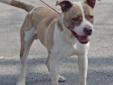 Perry is still at the pound waiting to find his forever home. (updated 4/15/2012) This wonderful dog came in on: MARCH 19 This dog is available for adoption/euthanasia on: MARCH 22 This dog came in as a stray and there is no background information. If