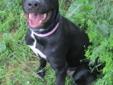 Dixie has a sweet and affectionate personality and a great smile. She is a 7 month old Pit Bull Terrier and Lab mix. She has a short tail that you can see in her 2nd picture. She's very cute! Dixie's family was no longer able to care for her. She's a