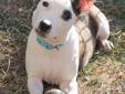 Little Miss Mary is a pint size cutie. At 7 months she is only about 20#. We think she may be mixed with Jack Russell. What a great little dog who is just as happy as they come. She is excellent with the male dogs in her foster home and she could live