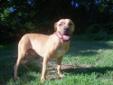 Rocky is not housebroken and is recommended for a home with children 8 years of age or older. He is 11 months old. Please visit our website at http://www.petfinder.com/petdetail/20202823