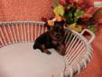 Price: $1000
RYDER IS A TINY YORKSHIRE TERRIER MALE PUPPY. HE WAS BORN 4/15/2013. HE WILL BE READY FOR HIS NEW HOME 6/10/13. RYDER COMES VET CHECKED,SHOTS,DEWORMED,DEWCLAWS AND TAIL DONE,HEALTH GUARANTEE,CKC REGISTRATION. HE IS IS CHARTING TO BE 4#. RYDER