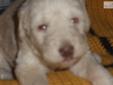 Price: $950
This advertiser is not a subscribing member and asks that you upgrade to view the complete puppy profile for this Labradoodle, and to view contact information for the advertiser. Upgrade today to receive unlimited access to NextDayPets.com.
