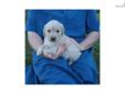 Price: $775
At http://www.albarkkennels.com this is ENGLISH CREME RETRIEVER: SPRING (F). She is very playful and will keep your life full of excitement. She is great with kids and is very active. Ready to go by May 10, 2013. The Kauffman family lives in