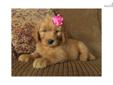 Price: $800
At http://www.angelbreezepuppies.com This is GOLDENDOODLE DAISY (F). She is playful, sweet and a pure bundle of joy. JADE is the sweetest pup around. Ready to be picked up by July 05,2013. Dean and Erma Yoder live in Beautiful Coshocton County