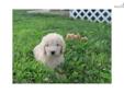 Price: $800
At http://www.angelbreezepuppies.com, This is GOLDENDOODLE PJ (M) - He will be most adorable puppy on your block! That is exactly what people will say when they see you with this little guy. He has the most playful and loving personality you