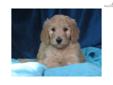 Price: $875
At http://www.albarkkennels.com this is F1b GOLDENDOODLE: KAMEY (M). KAMEY is one of the most playful little fellows you will ever meet! He has the sweetest disposition and loves attention. His favorite thing to do is give kisses. The Kauffman