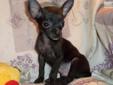 Price: $400
Playful Little Black Male Chihuahua. Kenju was born on 05-26-2013. He has a short black coat. He weighed one pound 8 ounces at 8 weeks old, so he is charting around 4 1/2 pounds as an adult. Kenju is utd on shots and wormings and will a