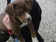 Price: $250
Ricky is a playful boston terrier/beagle cross. He is brown in color. Loves playing with kids. Ricky is updated on his shots and dewormer. Mother is a beagle who is curious who loves the outdoors and father is a boston terrier. He will weigh
