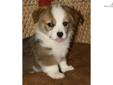 Price: $800
Thank you for your interest in a Noble Hearts Pembroke Welsh Corgi. Below is our info. Please let us know if you have any questions From our family to yours Thomas is gorgeous red sable and white. Playful, crate trained ready to go his new