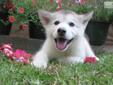Price: $900
This advertiser is not a subscribing member and asks that you upgrade to view the complete puppy profile for this Alaskan Malamute, and to view contact information for the advertiser. Upgrade today to receive unlimited access to
