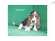 Price: $1000
Pluto is a very nice,Â black, white & tan, AKC registered basset hound male puppy. He hasÂ very LONG ears, SAD and DROOPY eyes, BIG feet and LOOSE skin for which bassets areÂ famous andÂ will fill your heart with lots of tender LOVE. Our bassets