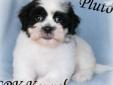 Price: $250
This amazing little guy is a Shichon. These little babies are often called Teddy Bears, because of the cuddly nature and beautiful soft hair coat. Parker has a hypo-allergenic, non shedding hair coat that makes him an excellent choice for