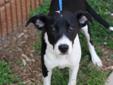 Hello! My name is Susie. I am a 6 month old female mixed breed dog. I will most likely be a medium sized dog when I am an adult. I am a sweet girl. I get along well with people and dogs. I am spayed, up to date on vaccines and heartworm negative. Intake