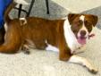 adoption process and application www.sadt.info LOCATED IN REDDING Roscoe is around a 1.5-2 yrs old sweet and loving about 75 healthy pounds looking for a loving home active and fun other friendly dog his size a female dog he would love as he's best