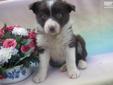 Price: $500
This advertiser is not a subscribing member and asks that you upgrade to view the complete puppy profile for this Border Collie, and to view contact information for the advertiser. Upgrade today to receive unlimited access to NextDayPets.com.