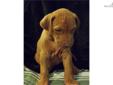 Price: $1000
Polly is a smooth, buttery red wheaten color. She is one color from the tip of her liver nose to the end of her tail, not a speck of white anywhere. Even her nails are delicately shaded to match her coat. She has a classic, double-whorled