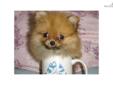 Price: $550
EMPIRE PUPPIES CURRENTLY HAVE FEMALE POMERANIAN PUPPY IN STOCK FOR SALE. 9-15 WEEKS OLD. ASKING $550 & UP FEE. GOT PAPER, SHOTS UTD, DEWORMED. FOR MORE PUPPIES, PLEASE VISIT OUR WEBSITE AT WWW.EMPIREPUPPIES.NET OR CALL 718-321-1977. WE ARE