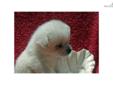 Price: $500
This advertiser is not a subscribing member and asks that you upgrade to view the complete puppy profile for this Pomeranian, and to view contact information for the advertiser. Upgrade today to receive unlimited access to NextDayPets.com.