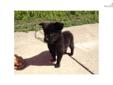 Price: $350
This advertiser is not a subscribing member and asks that you upgrade to view the complete puppy profile for this Pomchi, and to view contact information for the advertiser. Upgrade today to receive unlimited access to NextDayPets.com. Your