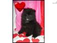 Price: $400
This advertiser is not a subscribing member and asks that you upgrade to view the complete puppy profile for this Pomeranian, and to view contact information for the advertiser. Upgrade today to receive unlimited access to NextDayPets.com.