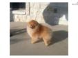 Price: $1200
This advertiser is not a subscribing member and asks that you upgrade to view the complete puppy profile for this Pomeranian, and to view contact information for the advertiser. Upgrade today to receive unlimited access to NextDayPets.com.