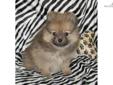 Price: $800
This advertiser is not a subscribing member and asks that you upgrade to view the complete puppy profile for this Pomeranian, and to view contact information for the advertiser. Upgrade today to receive unlimited access to NextDayPets.com.