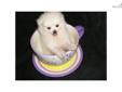 Price: $595
This advertiser is not a subscribing member and asks that you upgrade to view the complete puppy profile for this Pomeranian, and to view contact information for the advertiser. Upgrade today to receive unlimited access to NextDayPets.com.