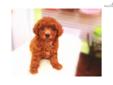 Price: $550
FEMALE TOY AND MINI POODLE PUPPY FOR SALE $550 & UP FEE. PAPER, SHOTS UTD, WORMED. NICE COLOR AND GREAT LOOKING. FOR MORE INFO. PLEASE CALL 718-321-1977. WE OPEN 7 DAYS A WEEK. WHEN U HAVE A CHANCE, PLEASE COME TO EMPIRE PUPPIES,LOCATE AT