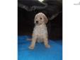 Price: $800
we have a beautiful litter of CKC reg standard poodle puppys available. Mom is cream and dad is red. please call 304 924 6778 for more info
Source: http://www.nextdaypets.com/directory/dogs/01ede0dc-2af1.aspx