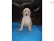 Price: $800
we have a beautiful litter of CKC reg standard poodle puppys available. Mom is cream and dad is red. please call 304 924 6778 for more info
Source: http://www.nextdaypets.com/directory/dogs/9e2ccccf-64c1.aspx