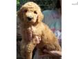 Price: $800
we have a beautiful litter of CKC reg standard poodle puppys available. Mom is cream and dad is red. please call 304 924 6778 for more info
Source: http://www.nextdaypets.com/directory/dogs/cbd65e23-5491.aspx