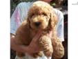Price: $800
we have a beautiful litter of CKC reg standard poodle puppys available. Mom is cream and dad is red. please call 304 924 6778 for more info
Source: http://www.nextdaypets.com/directory/dogs/1db0d2ed-9251.aspx
