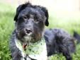 Meet Sammy. Sammy is an approximately 1 1/2 -2 yr old male Poodle/Schnauzer mix with a great personality and lots of love to spare. Sammy came to us via our local shelter with an old fracture to his left leg. He underwent external fixator repair and the