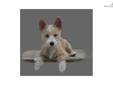 Price: $2500
This advertiser is not a subscribing member and asks that you upgrade to view the complete puppy profile for this Portuguese Podengo, and to view contact information for the advertiser. Upgrade today to receive unlimited access to