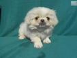 Price: $250
Pogo is a cutie who loves attention, and will make a wonderful addition to your family! He is ACA (American Canine Association registered, white with cream, and comes with a copy of his pedigree, a 1-Year Health Warranty, 2 puppy shots, and