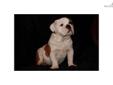 Price: $1200
This advertiser is not a subscribing member and asks that you upgrade to view the complete puppy profile for this English Bulldog, and to view contact information for the advertiser. Upgrade today to receive unlimited access to