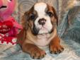 Price: $1400
Precious Female English Bulldog Puppy. Ruby was hand raised, and she is a sweet and playful pup. Ruby is a Red and White bullie puppy. She has a very flat bully face. She has nice ropes and is loaded with wrinkles. Ruby was born on
